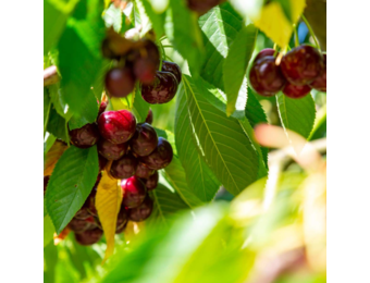 Kersenboom - Prunus a. Van