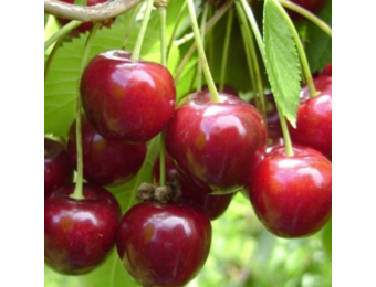 Kersenboom - Prunus Regina