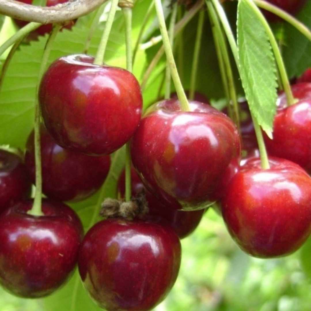 Kersenboom - Prunus Regina