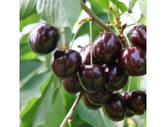 Kersenboom - Prunus Varikse Zwarte