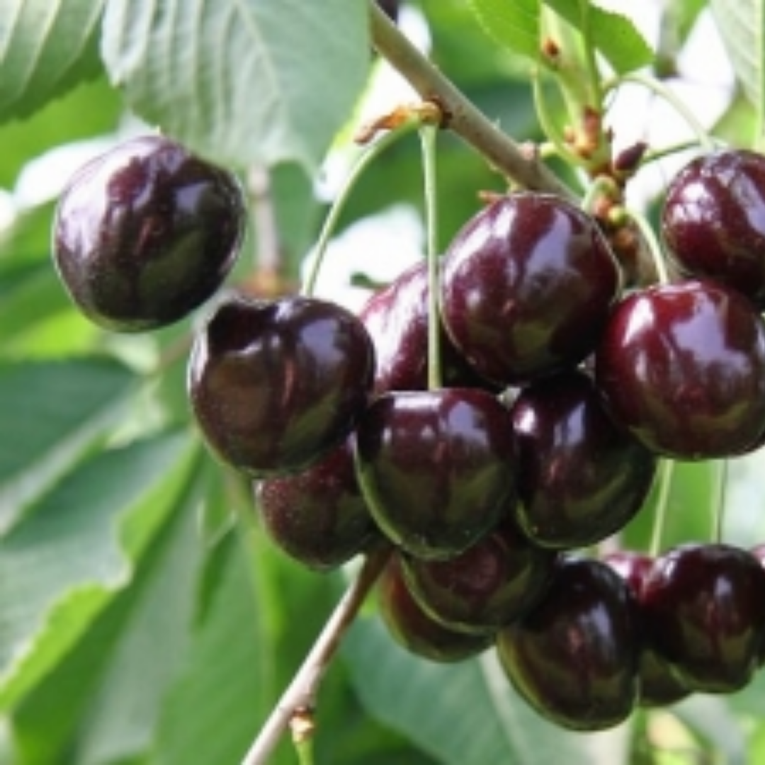 Kersenboom - Prunus Varikse Zwarte