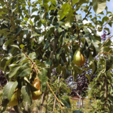 Perenboom - Pyrus Conference