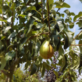 Perenboom - Pyrus Conference