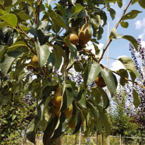 Perenboom - Pyrus Conference