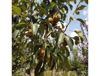 Perenboom - Pyrus Conference