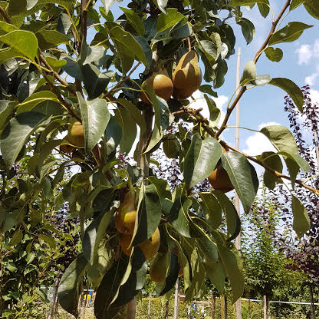 Perenboom - Pyrus Conference