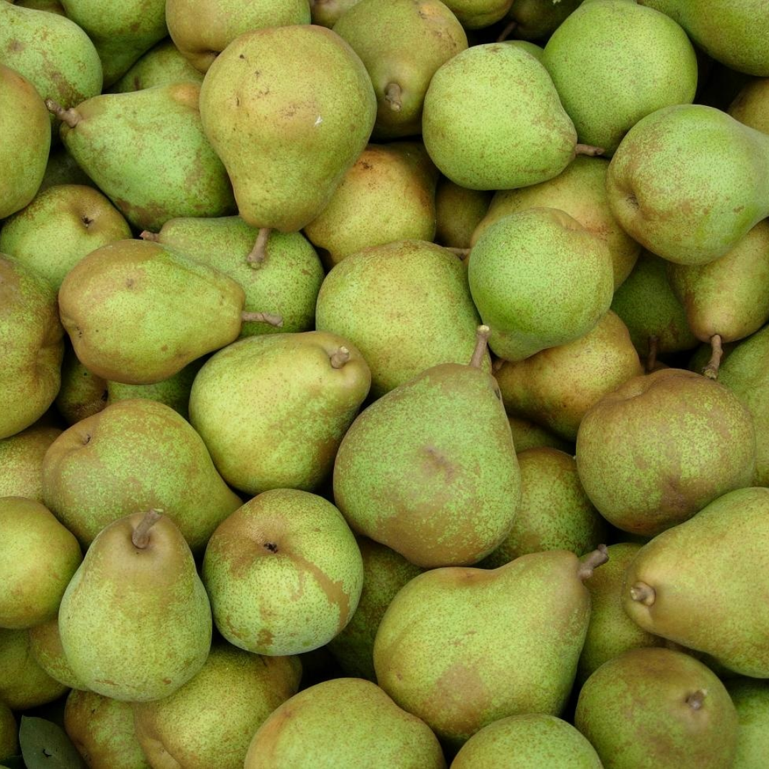 Perenboom - Pyrus Doyenn du Comice