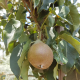 Perenboom - Pyrus Gieser Wildeman