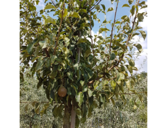 Perenboom - Pyrus Gieser Wildeman