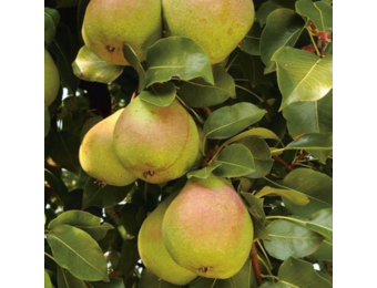 Perenboom - Pyrus Saint Remy