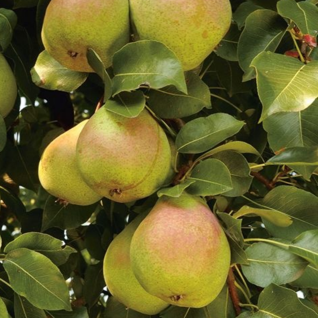 Perenboom - Pyrus Saint Remy