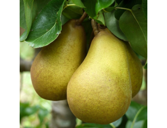 Perenboom - Pyrus c. Beurre Hardy