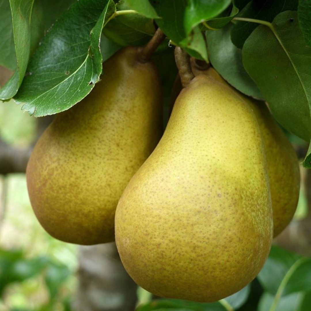 Perenboom - Pyrus c. Beurre Hardy