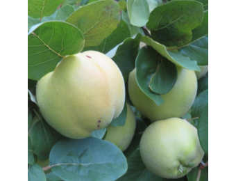 Kweepeerboom - Cydonia oblonga