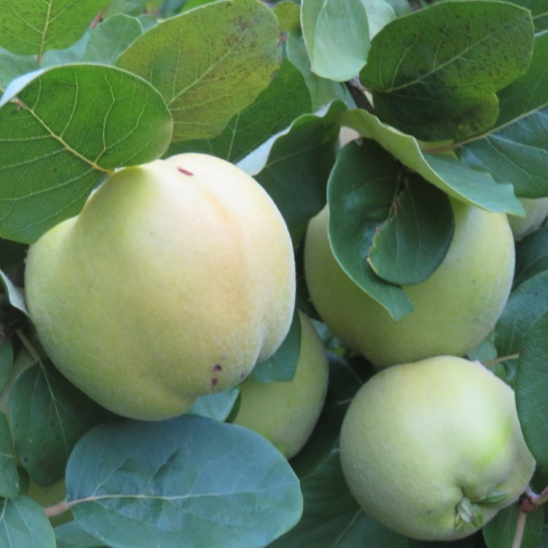 Kweepeerboom - Cydonia oblonga