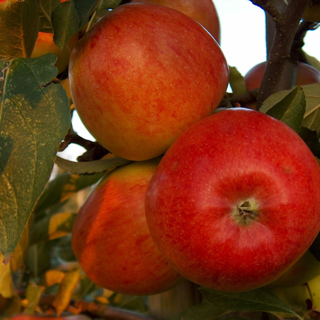Appelboom - Malus braeburn