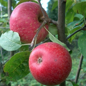 Appelboom - Malus d. Sterappel
