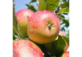 Appelboom - Malus d. Cox's Orange Pippin