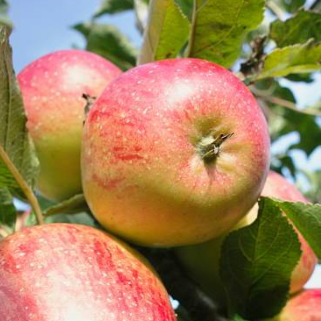 Appelboom - Malus d. Cox's Orange Pippin