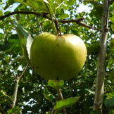 Appelboom - Malus Notarisappel