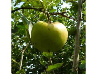 Appelboom - Malus Notarisappel