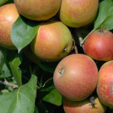 Appelboom - Malus d. 'Schone van Boskoop/Goudreinette