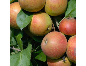 Appelboom - Malus d. 'Schone van Boskoop/Goudreinette
