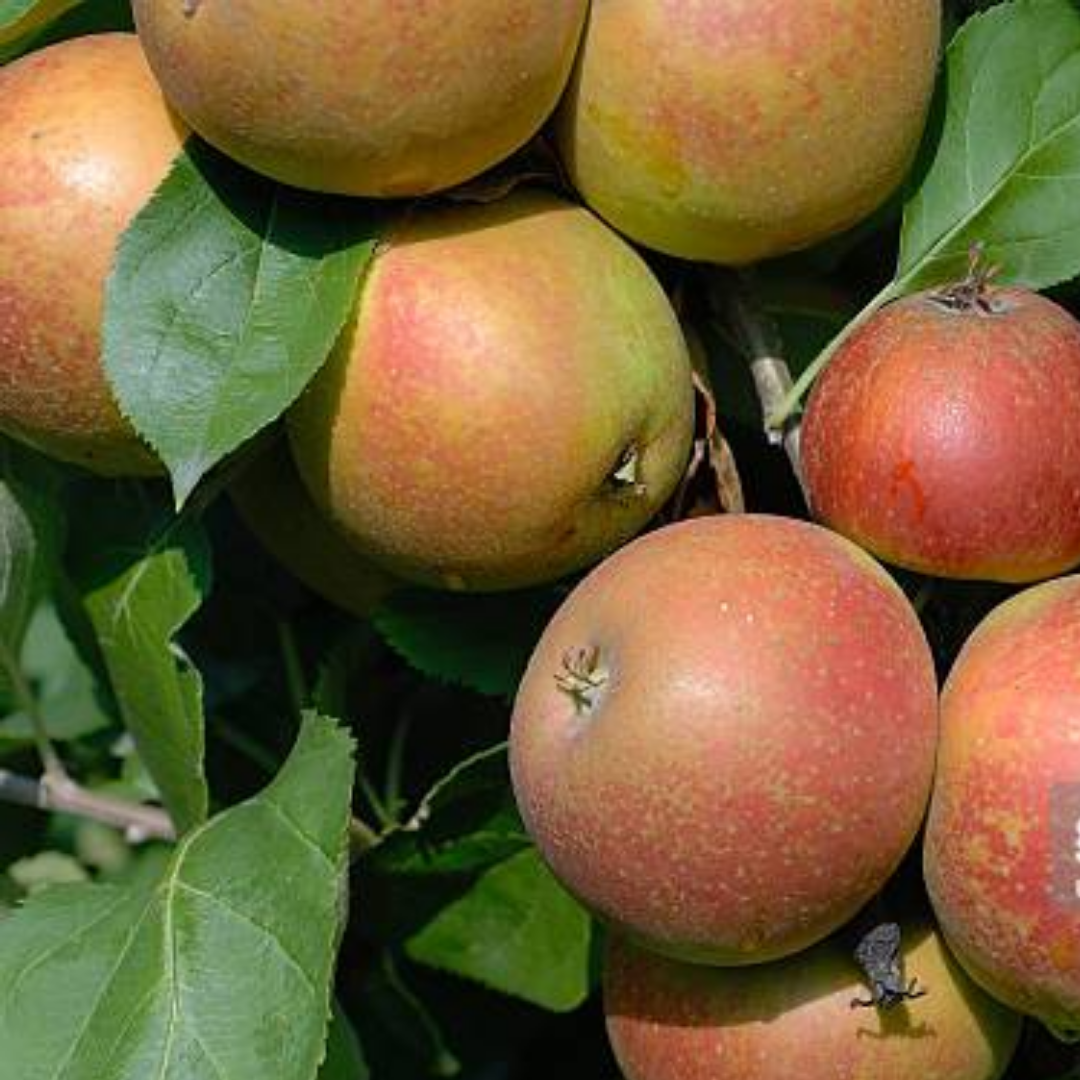 Appelboom - Malus d. 'Schone van Boskoop/Goudreinette