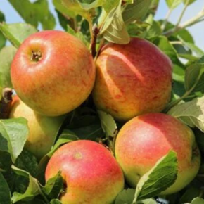 Appelboom - Malus James Grieve