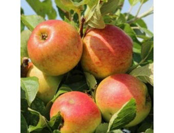 Appelboom - Malus James Grieve