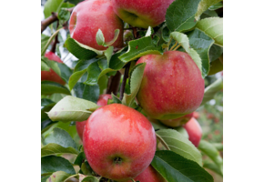 Appelboom - Malus d. 'Jonagold