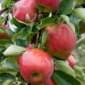 Appelboom - Malus d. 'Jonagold