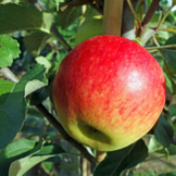 Appelboom - Malus d. Elstar