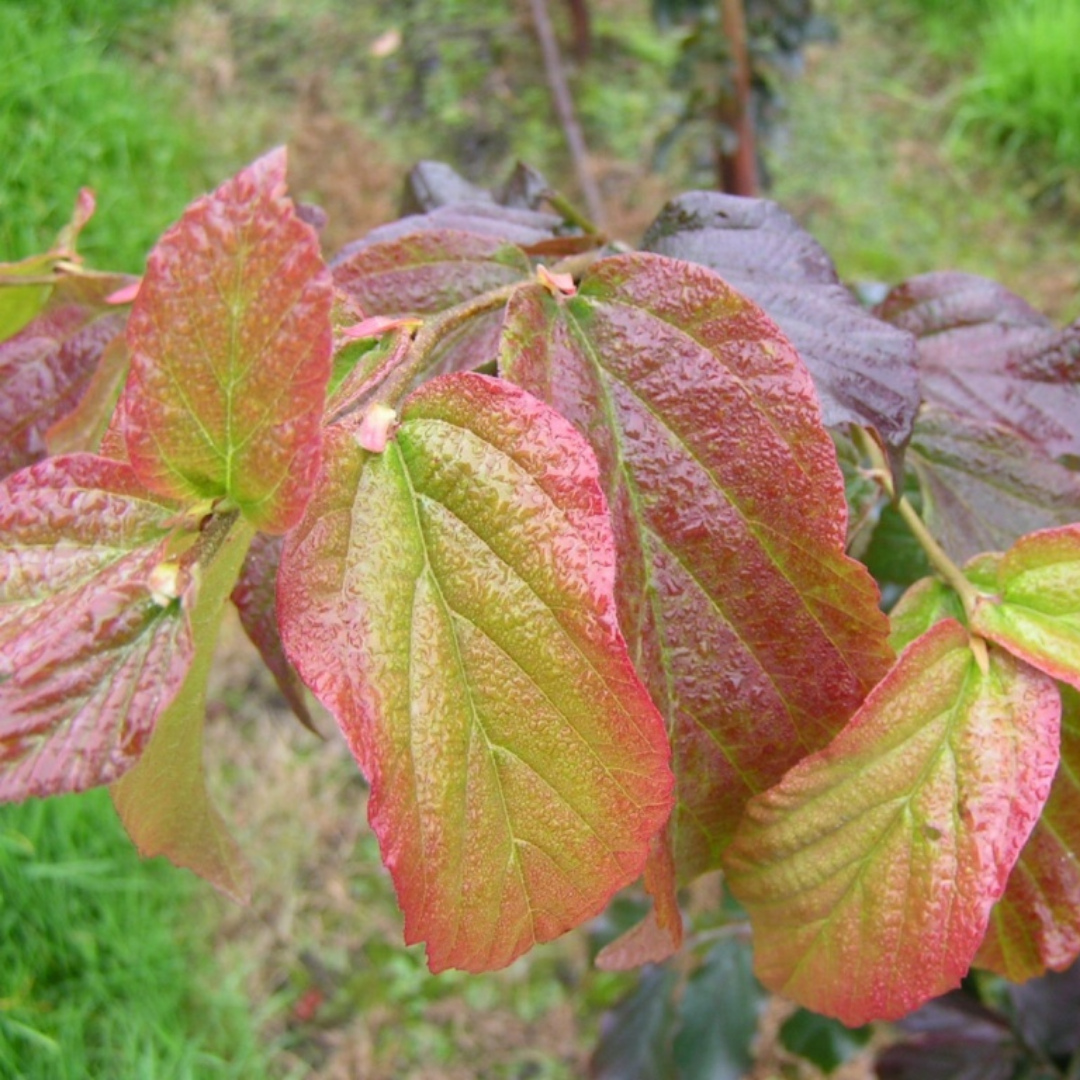 Perzisch ijzerhout - Parrotia Persica Vanessa