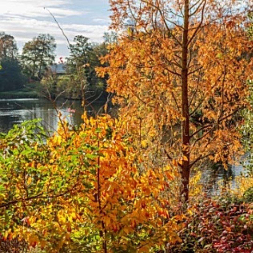 Perzisch ijzerhout - Parrotia Persica Vanessa