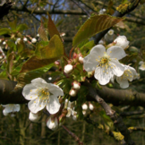 Kersenboom - Prunus Avium