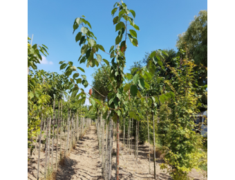 Kersenboom - Prunus Avium
