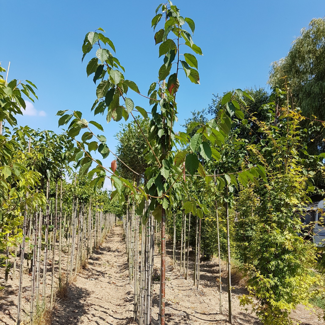 Kersenboom - Prunus Avium