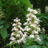 Witte paardenkastanje - Aesculus hippocastanum