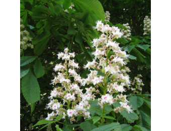 Witte paardenkastanje - Aesculus hippocastanum