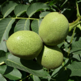 Walnootboom - Juglans regia