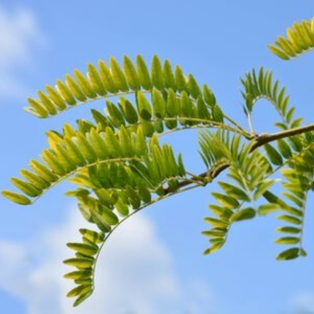 Gele Valse Christusdoorn - Gleditsia triacanthos ‘Sunburst’