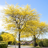 Gele Valse Christusdoorn - Gleditsia triacanthos ‘Sunburst’