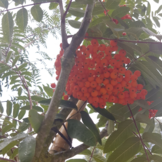 Lijsterbes - Sorbus aucuparia ‘Sheerwater Seedling’