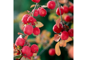 Rode sierappel - Malus ‘Red Sentinel’