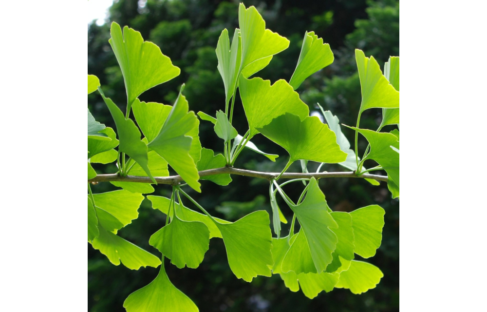 Japanse notenboom - Ginkgo biloba