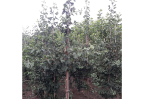 Japanse notenboom - Ginkgo biloba