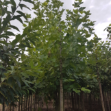 Gewone plataan - Platanus hispanica