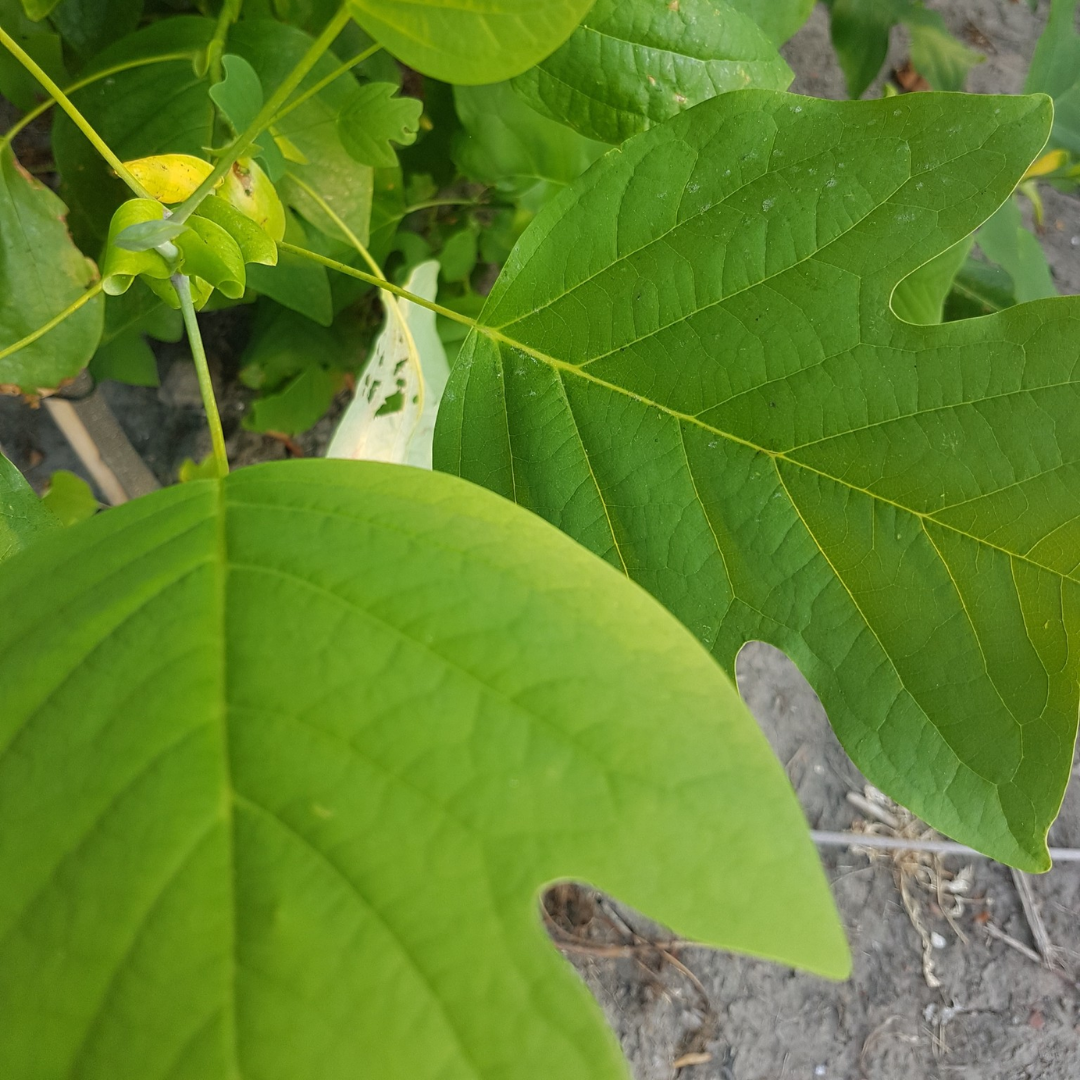Amerikaanse tulpenboom - Liriodendron tulipifera