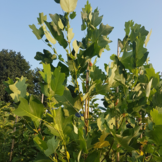Amerikaanse tulpenboom - Liriodendron tulipifera